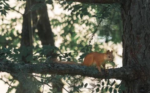 Red Squirrel Walking The Pine Tree Branch Fotos de archivo