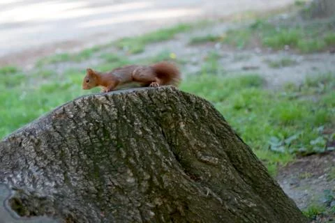 Red squirrel walking on stup. Stock Photos