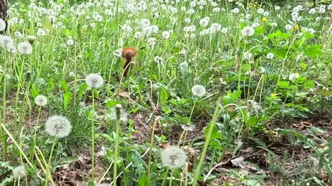 Red Squirrel Walking Through Green Meadow with Dandelions Vídeo Stock 340391630