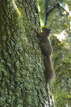 Red Squirrel walking up a tree in Zurich, Switzerland Stock Photos
