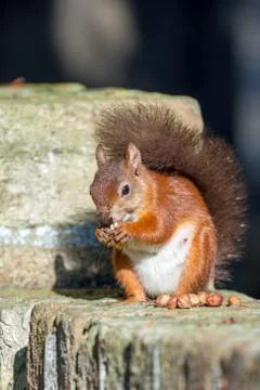 Red Squirrel on Wall Stock Photos