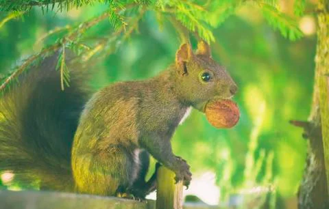 Red squirrel with a walnut and sitting on a fence Stock Photos