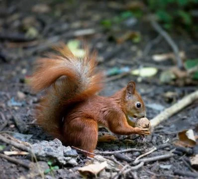 Red squirrel with walnut in autumn forest Stock Photos