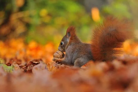 Red squirrel with walnut on the ground full of orange leafs 库存照片