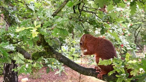 Red squirrel washes on branch of oak tree Stock-Footage 160002459