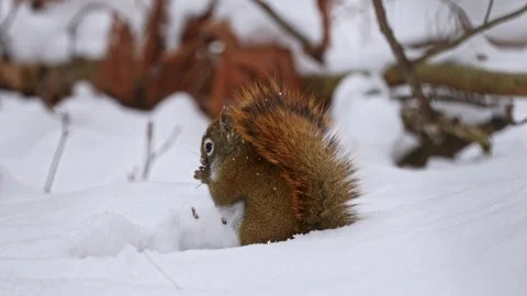 Red squirrel in the wild digging in snow to gather food. Stock Footage 328736205
