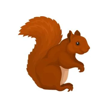 Red squirrel, wild forest rodent animal vector Illustration on a white イラスト素材