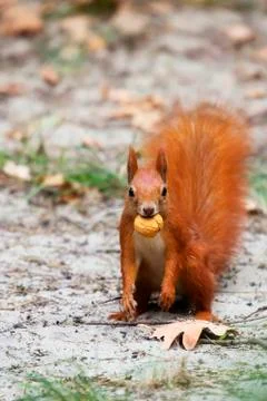 Red squirrel in the wild, with a nut Stock Photos