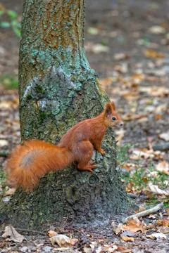 Red squirrel in the wild Foto stock