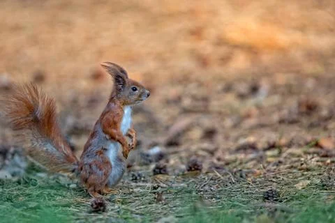 Red squirrel in the wild Stock Photos