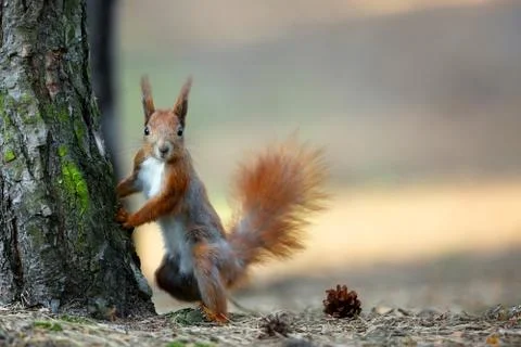 Red squirrel in the wild Stock Photos