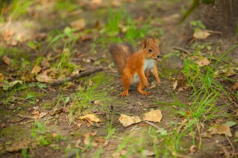 Red squirrel in wild Stock Photos