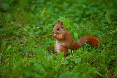 Red squirrel in wild Stock Photos