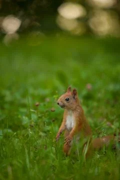 Red squirrel in wild Stock Photos