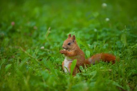 Red squirrel in wild Foto stock