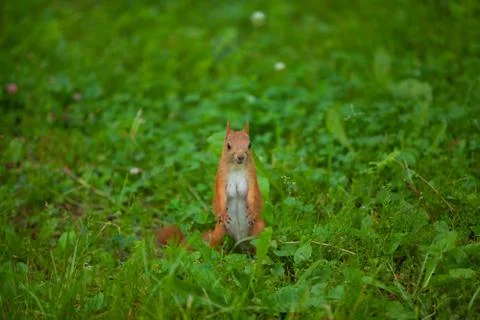 Red squirrel in wild Stock Photos