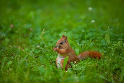 Red squirrel in wild Stock Photos