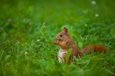 Red squirrel in wild Stock Photos