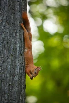 Red squirrel in wild Stock Photos