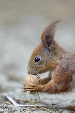 Red squirrel in the wild, a portrait Stock Photos