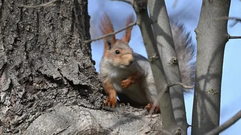 Red Squirrel in the Wild. Slow Motion Video stock 305643010