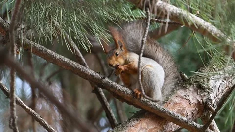Red Squirrel in the Wild. Slow Motion Video stock 306183904