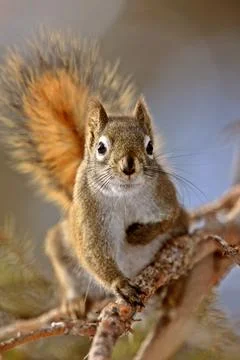 Red Squirrel in Winter Canada Stock Photos