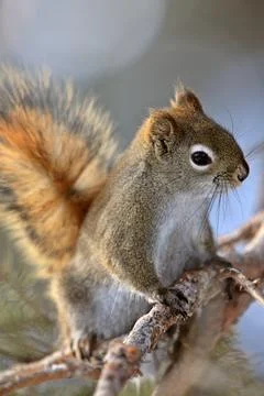 Red Squirrel in Winter Canada Stock Photos