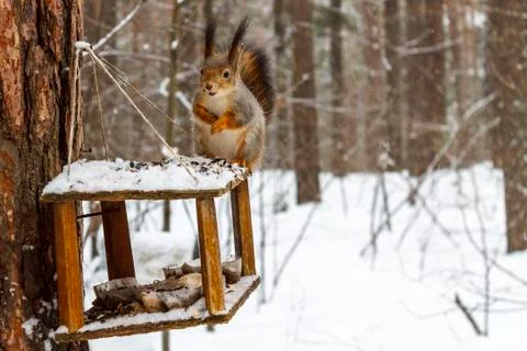 Red squirrel in the winter forest Stock Photos