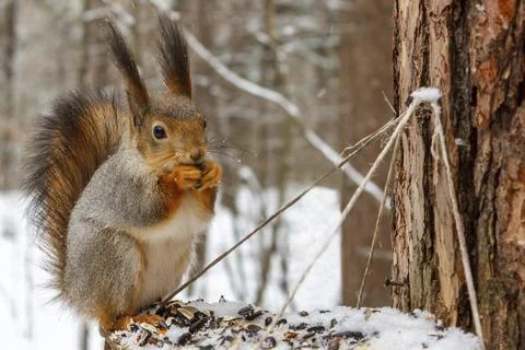 Red squirrel in winter forest sitting on the food and there are sunflower seeds Stock Photos
