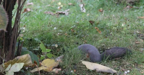 Red Squirrel With Winter Fur Looking For Fodder In The Grass Stock-Footage 118700299