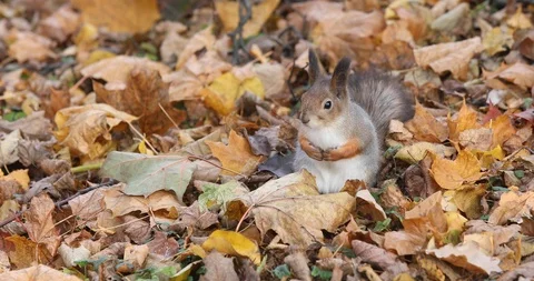 A Red Squirrel With Winter Fur Sitting In Fallen Leaves In The Autumn Park Stock Footage 118700126