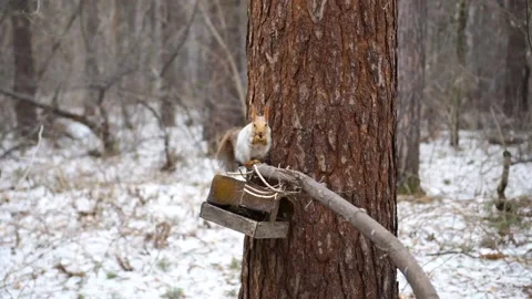 Red squirrel in winter Park chewing the nuts around the bowl Vídeo Stock 88470441
