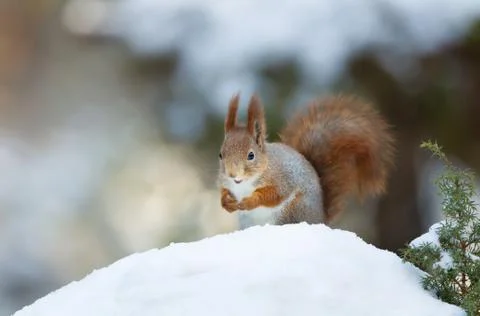 Red squirrel in winter Stock Photos
