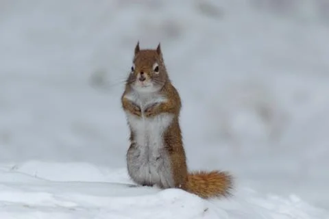 Red Squirrel in Winter 스톡 사진