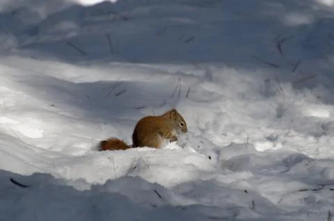 Red Squirrel in Winter 스톡 사진