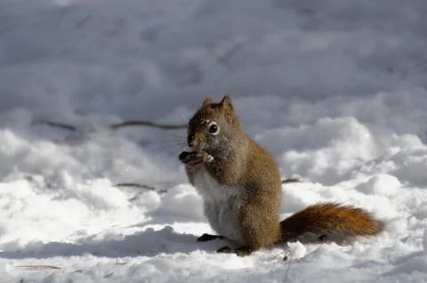Red Squirrel in Winter Фото
