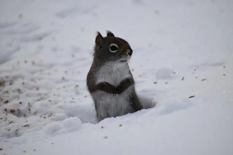 A red squirrel in winter Stock Photos