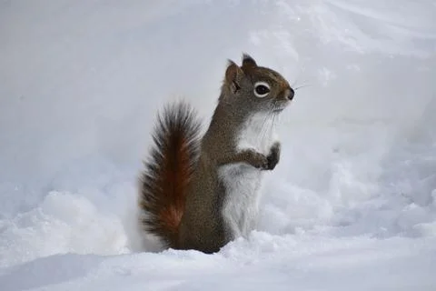 A red squirrel in winter Stock Photos