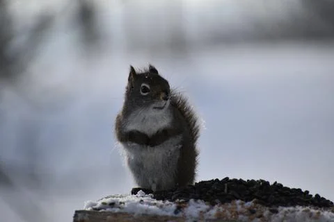 A red squirrel in winter Stock Photos