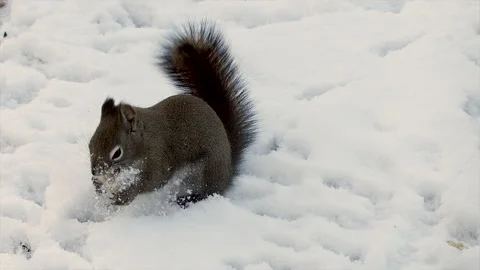 Red squirrel in winter picks up peanut from a feeder, chews and exits, slomo, 4k Stock Footage 166542506