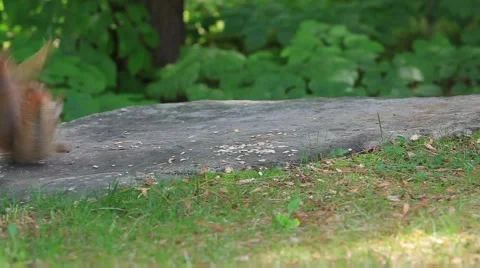 Red Squirrels Fighting Stock Footage 64800165