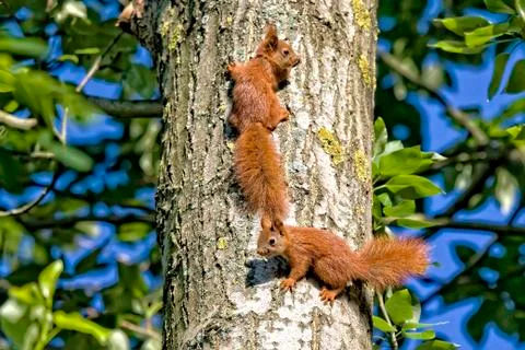 Red squirrels in the forest Foto stock