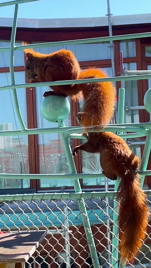 Red Squirrels Play on Balcony, Berlin, Germany - 27 Apr 2025 Stock Footage 314678492