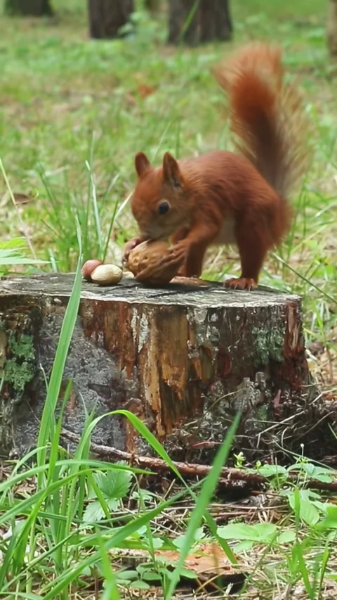 Red squirrels playing and interacting on wooden feeding station Видео 314108862