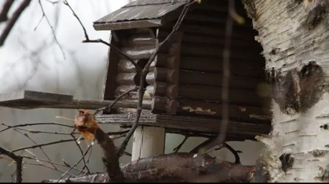 Red squirrels in a tree Stock Footage