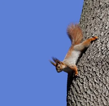 Red squirrels on tree Stock Photos