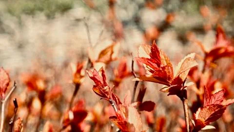 Red, srping, tree Stock Photos