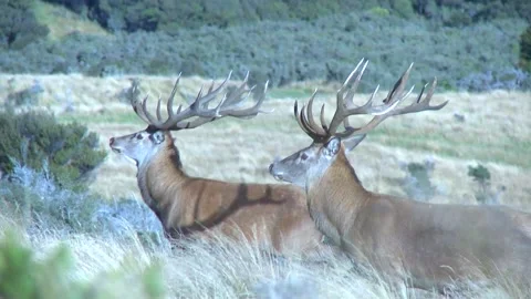Red Stag Bull Video stock 167424767