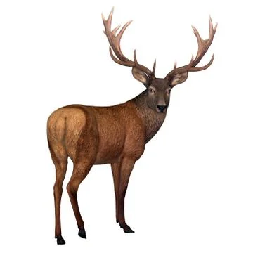 Red Stag Deer Stock Illustration